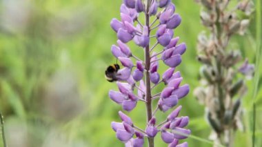 Lupin ve arı nektarı içmek