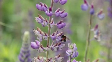 Lupin ve arı nektarı içmek
