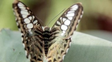 Büyük bir yaprak üzerinde güzel ringlet kelebek 