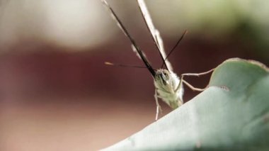 Büyük bir yaprak üzerinde güzel ringlet kelebek 