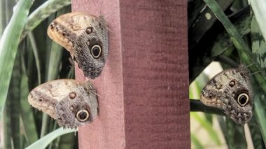 Büyük bir yaprak üzerinde güzel ringlet kelebek 