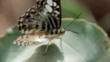  Büyük bir yaprak üzerinde güzel ringlet kelebek 