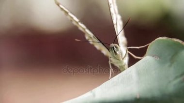 Büyük bir yaprak üzerinde güzel ringlet kelebek 