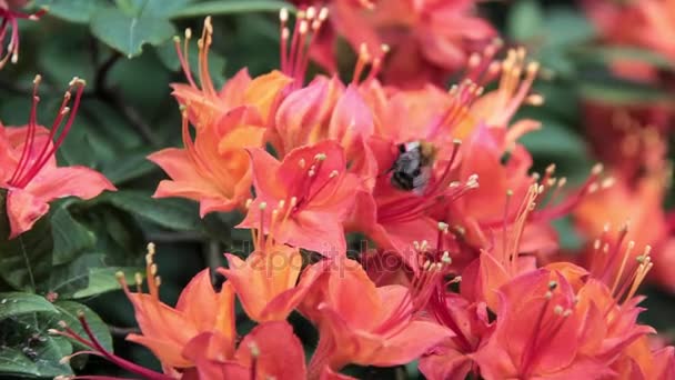 Bee drinken nectar van rododendron — Stockvideo