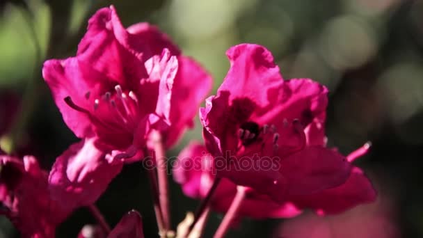 Pszczoła nektar pić na rododendron — Wideo stockowe