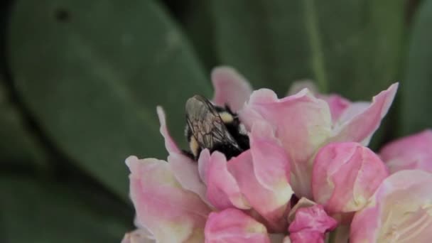 Bee pít nektar na rododendron — Stock video