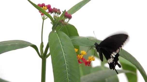 Borboleta de argolinha bonita em uma grande folha — Vídeo de Stock