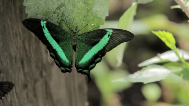 Hermosa mariposa de anillo en una hoja grande — Vídeos de Stock