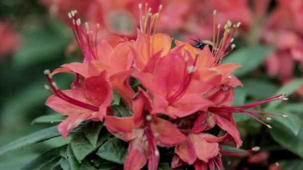 Bee pít nektar na rododendron — Stock video