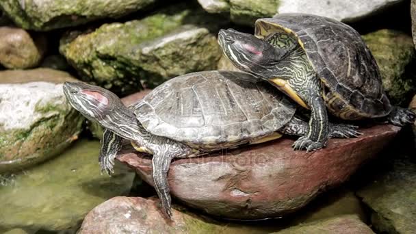 Turtles love on stones — Stock Video