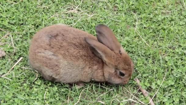 Bunny with carrot on meadow — Stock Video