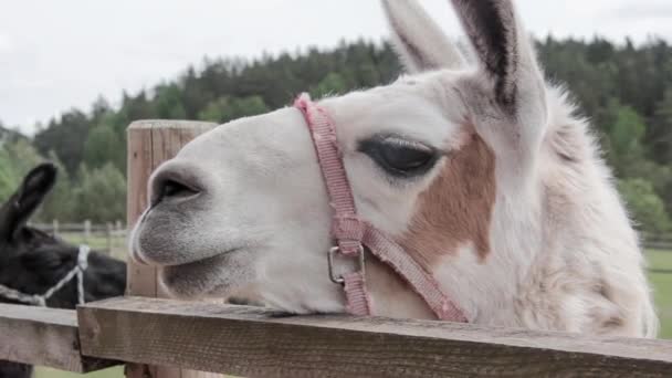 Lama und Alpaka Zoo Lettland — Stockvideo