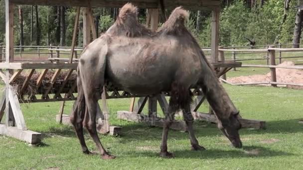 Familia de camellos en la granja — Vídeos de Stock