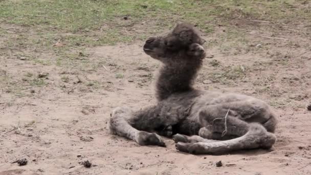 Pasgeboren kameel op boerderij — Stockvideo