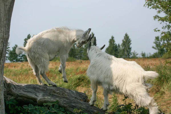 İki genç ağaç, Letonya oynayan keçiler
