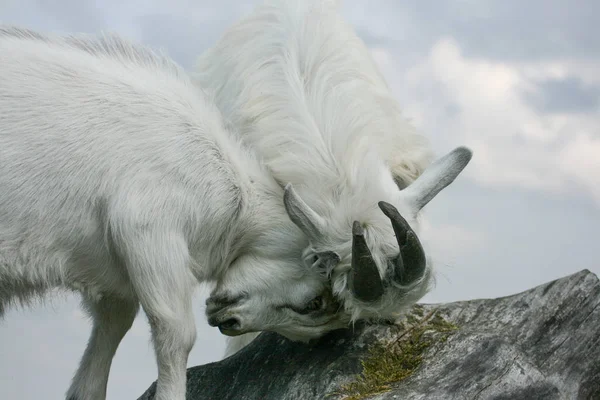 İki genç ağaç, Letonya oynayan keçiler