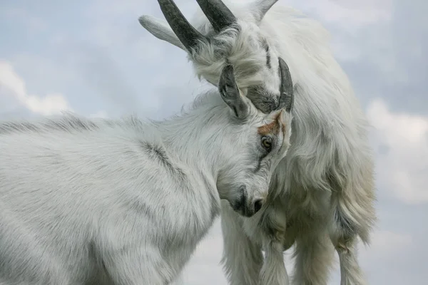 İki genç ağaç, Letonya oynayan keçiler