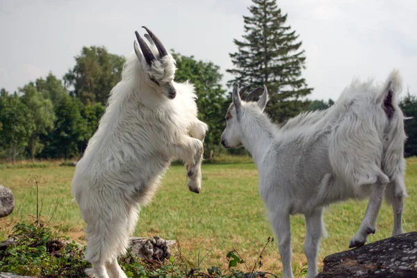 İki genç ağaç, Letonya oynayan keçiler
