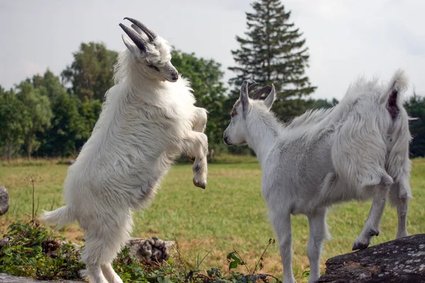 İki genç ağaç, Letonya oynayan keçiler