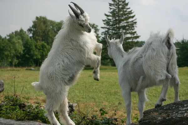 Deux jeunes chèvres jouant sur l'arbre, Lettonie — Photo