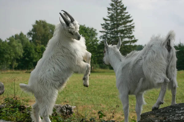 İki genç ağaç, Letonya oynayan keçiler