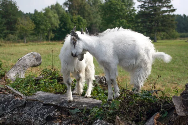 İki genç ağaç, Letonya oynayan keçiler
