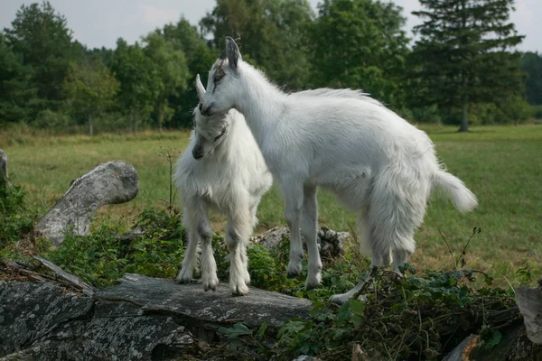 İki genç ağaç, Letonya oynayan keçiler