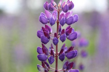 Lupine çayır çimenleri yaz günü