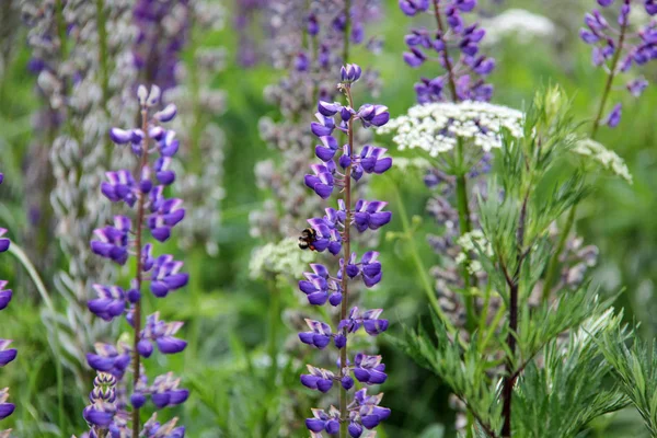 Lupinen und Bienen trinken Nektar — Stockfoto