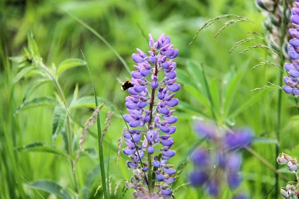 Lupin ve arı nektarı içmek — Stok fotoğraf