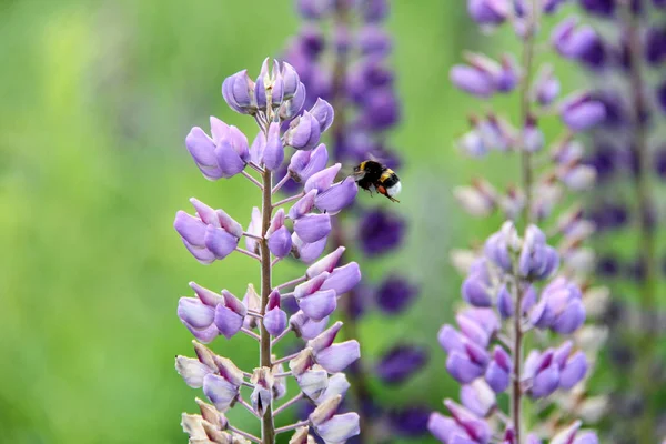 Lupin e abelha bebem néctar — Fotografia de Stock