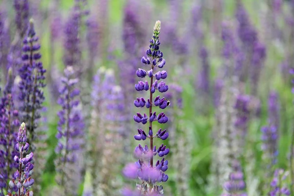 Lupine pradera hierba día de verano —  Fotos de Stock