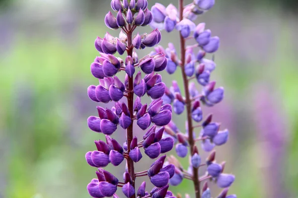 Lupine çayır çimenleri yaz günü — Stok fotoğraf