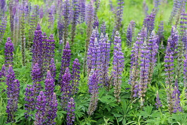 Lupine çayır çimenleri yaz günü