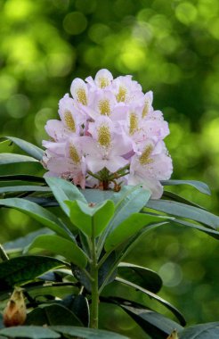 Ormangülü çiçek Letonya