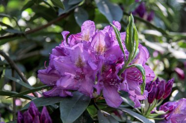 Ormangülü çiçek Letonya