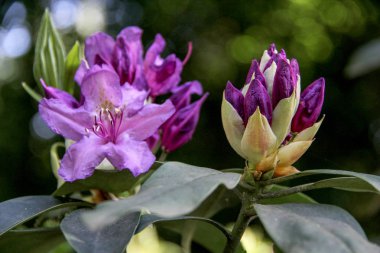 Ormangülü çiçek Letonya