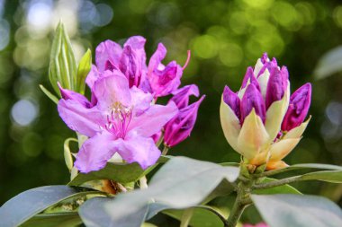 Ormangülü çiçek Letonya