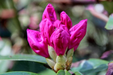 Ormangülü çiçek Letonya
