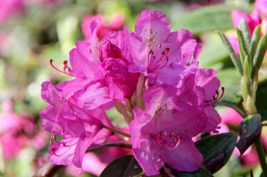 Ormangülü çiçek Letonya