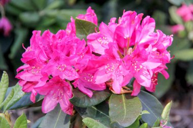 Ormangülü çiçek Letonya