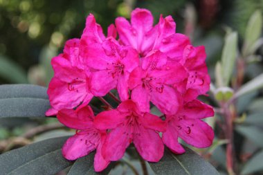 Ormangülü çiçek Letonya