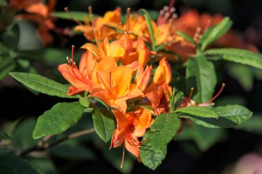 Ormangülü çiçek Letonya