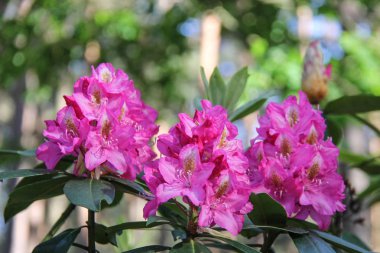 Ormangülü çiçek Letonya