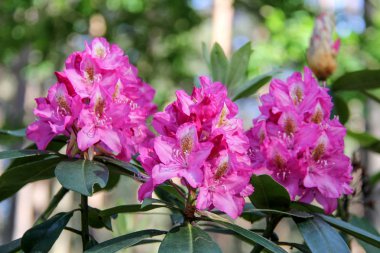 Ormangülü çiçek Letonya