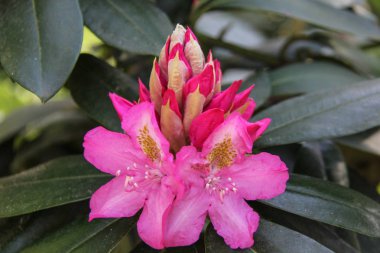 Ormangülü çiçek Letonya