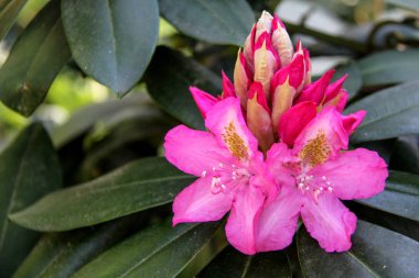 Ormangülü çiçek Letonya