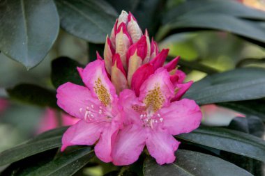 Ormangülü çiçek Letonya