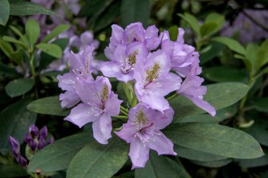 Ormangülü çiçek Letonya