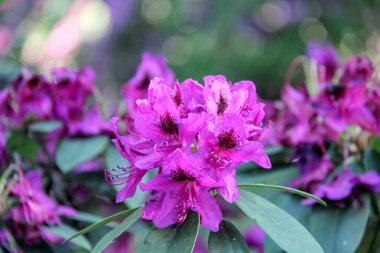 Ormangülü çiçek Letonya